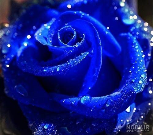 عکس گل نوشته دار غمگین