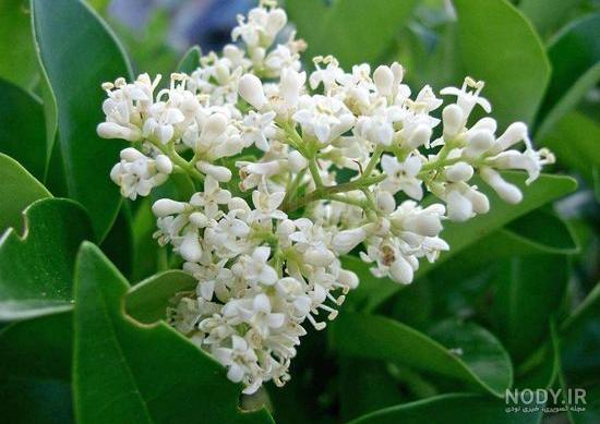 عکس گل یاس سفید