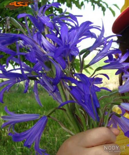 قیمت ثعلب بستنی