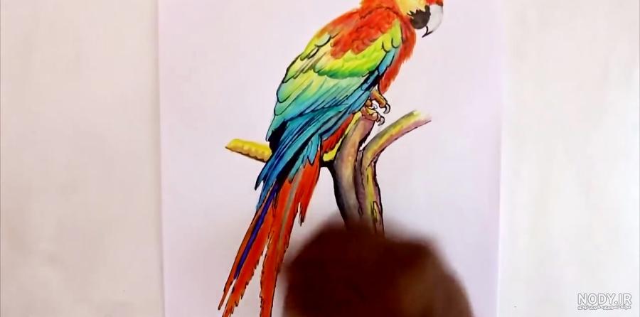 نقاشی طوطی عروس هلندی