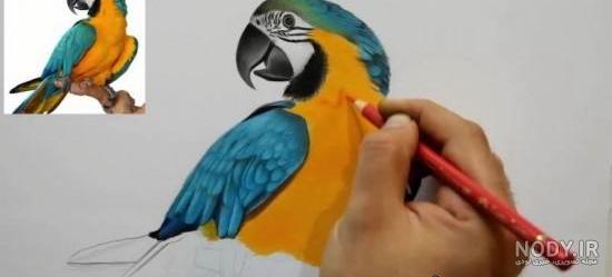 نقاشی طوطی کارتونی
