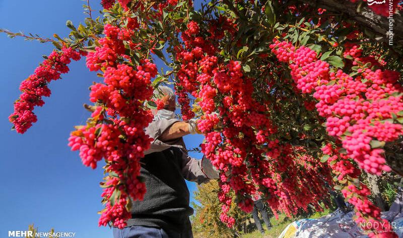 نگهداری زرشک در یخچال یا فریزر