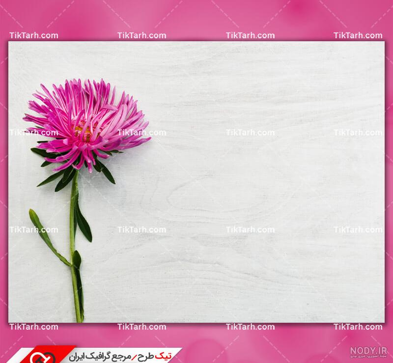 تفاوت گل مینا و بابونه تفاوت گل مینا و بابونه