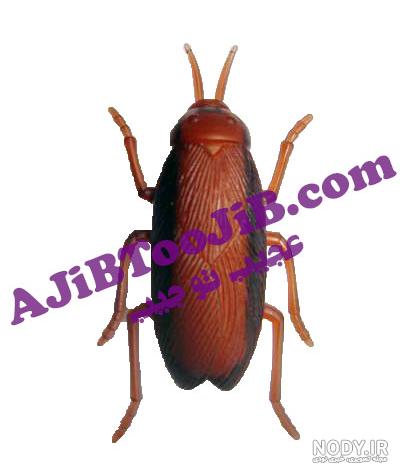 سوسک رباتیک دیجی کالا