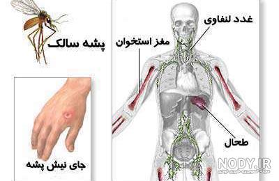 علائم اولیه سالک علائم اولیه سالک