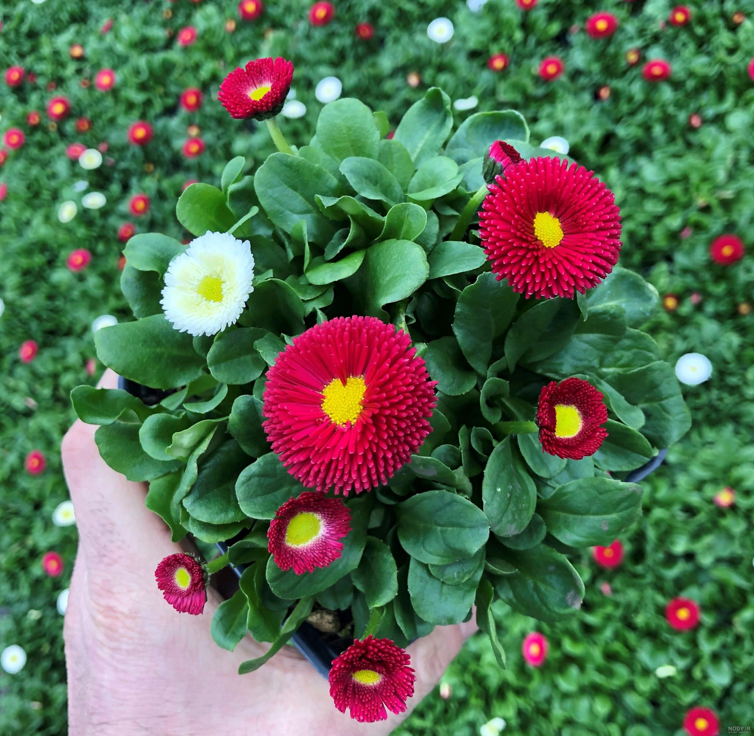 عکس انواع گل مینا عکس انواع گل مینا