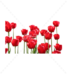 عکس پلاک شهدا گرافیکی