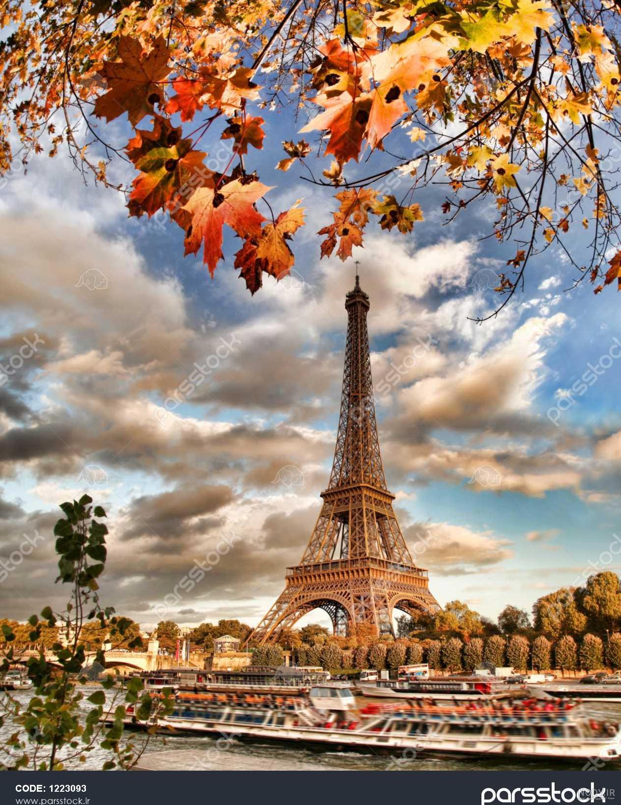 عکس گل پاییزی عکس گل پاییزی