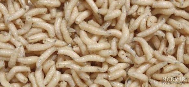 لارو مگس چیست