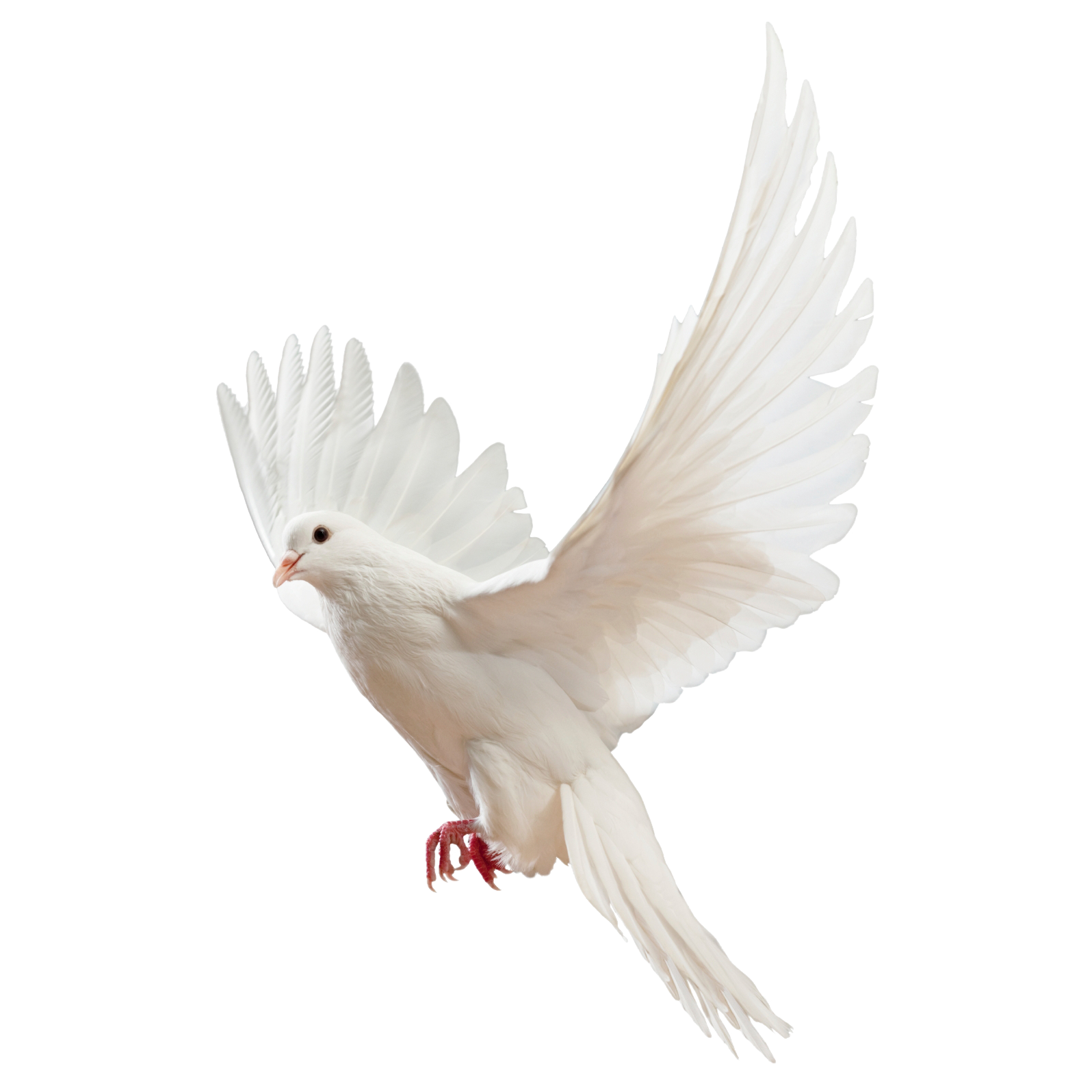 لغو شد png لغو شد png