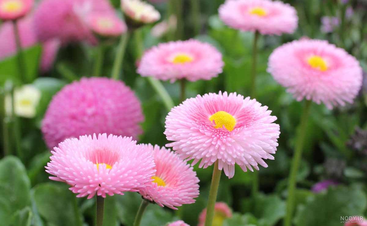 گل مینا زرد گل مینا زرد