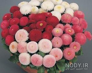 گل مینا زرد گل مینا زرد