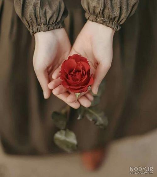 تصویر زمینه گل گلی برای گوشی