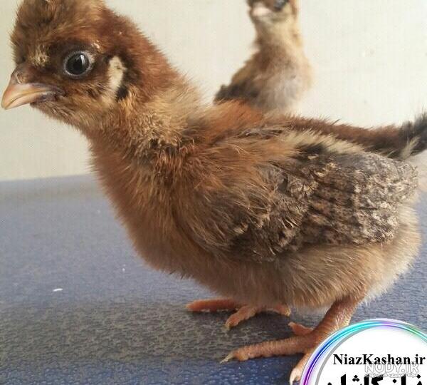 خروس چهل تاج سفید