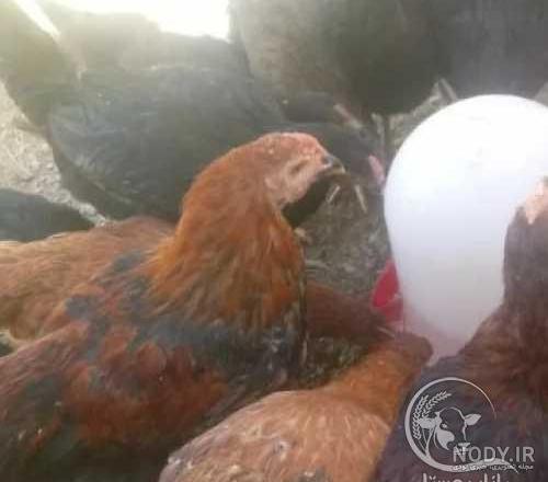 خروس چهل تاج فروشی