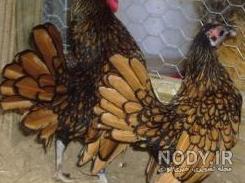 خروس چهل تاج لاری
