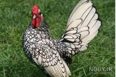 خروس چهل تاج چیست