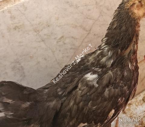 عکس جوجه خروس چهل تاج