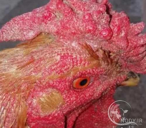 عکس مرغ چهل تاج
