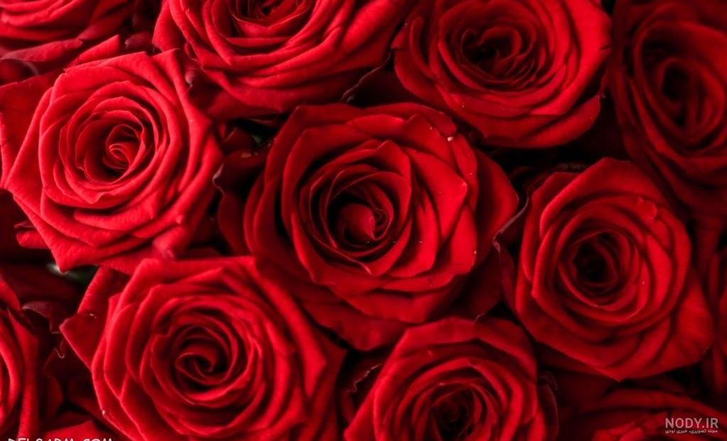 عکس گل رز برای پس زمینه کامپیوتر
