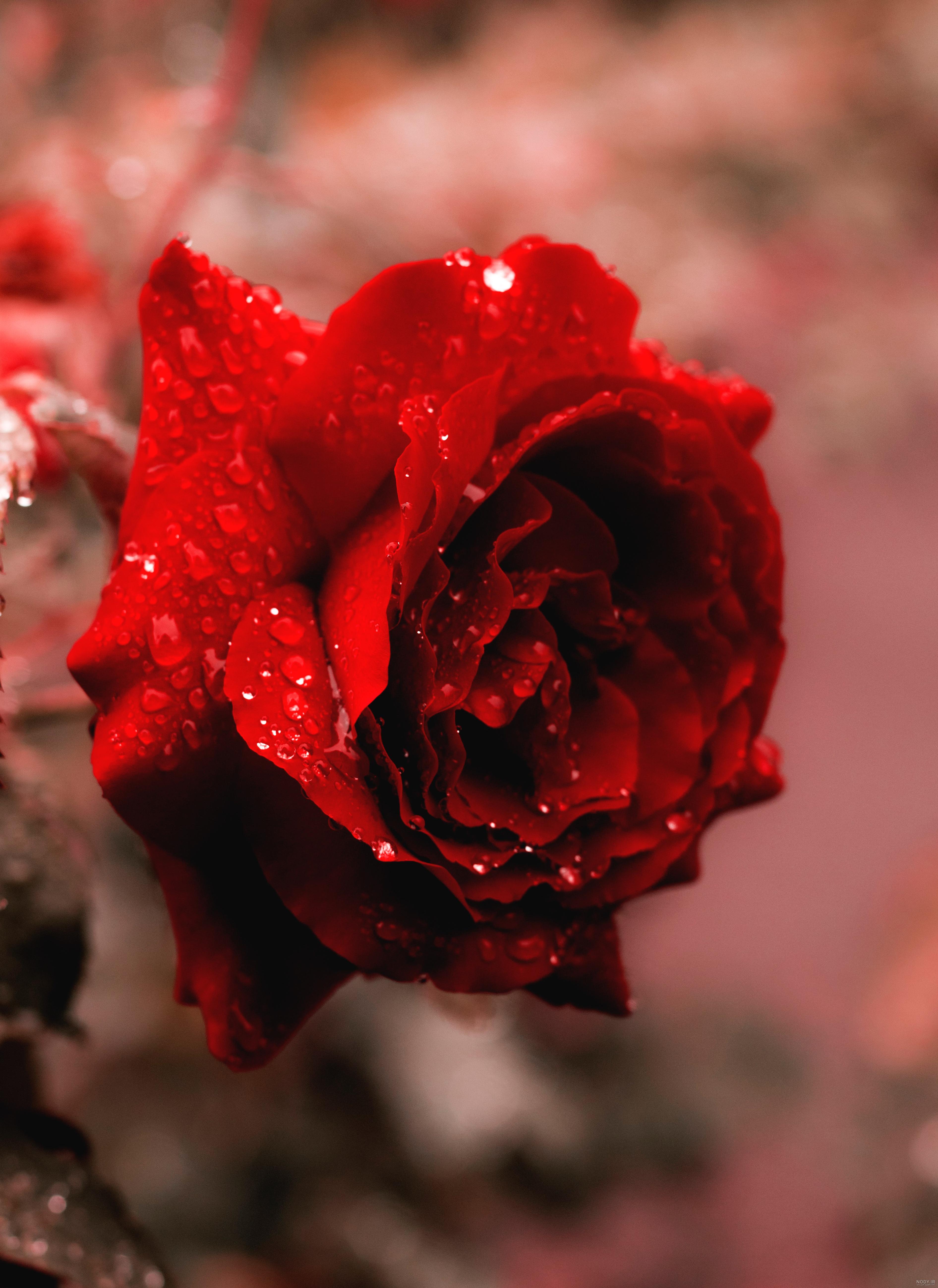 عکس گل رز قرمز و آبی