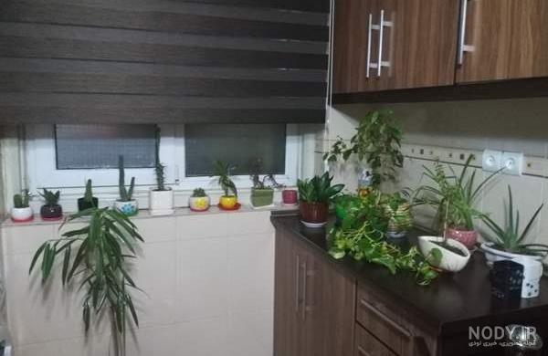 عکس گل نی نی سایت