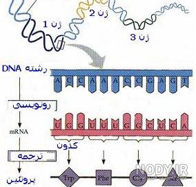 فام تن چیست علوم هشتم