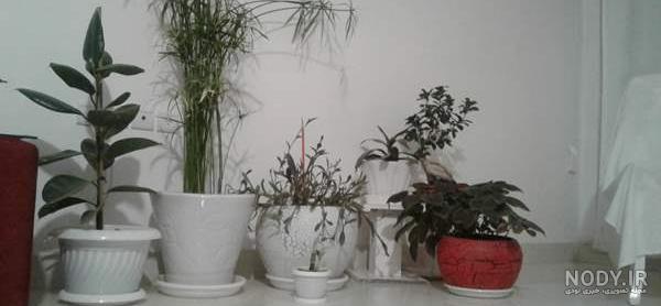 فروش گل و گیاه نی نی سایت فروش گل و گیاه نی نی سایت