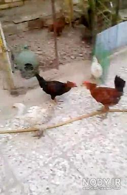 مرغ مرندی