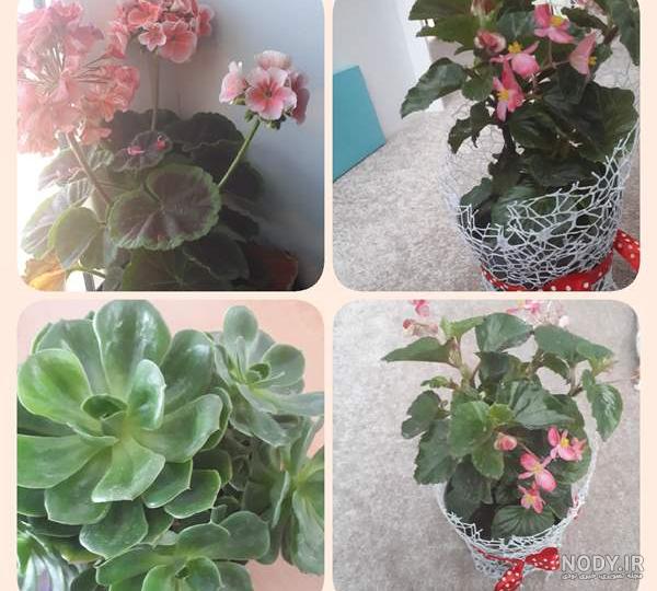 نگهداری گل در بالکن در زمستان نی نی سایت نگهداری گل در بالکن در زمستان نی نی سایت