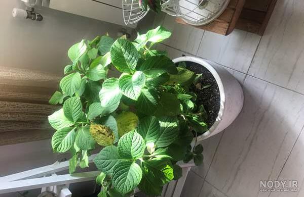 پرورش چی خوبه نی نی سایت پرورش چی خوبه نی نی سایت