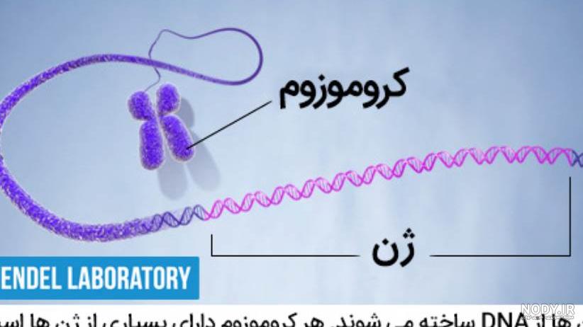 ژن ها دارای اطلاعات و دستورالعمل هایی برای تولید کدام مولکول هستند علوم هشتم