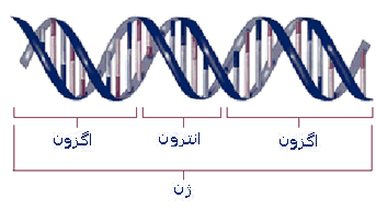 ژن ها دارای اطلاعات و دستورالعمل هایی برای تولید کدام مولکول هستند گاما