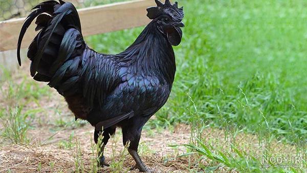 کانال خرید و فروش مرغ و خروس