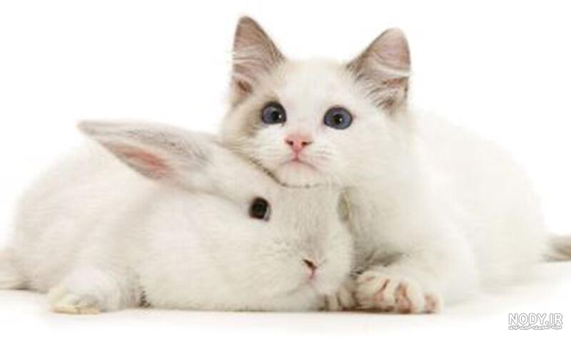 عکس خرگوش بزرگ عکس خرگوش بزرگ