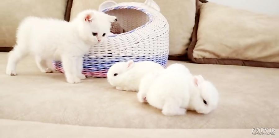 عکس گربه و خرگوش