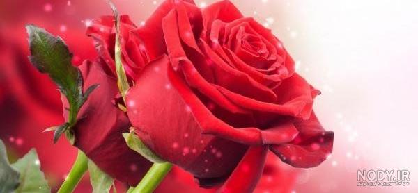 عکس گل برای پروفایل شاد عکس گل برای پروفایل شاد
