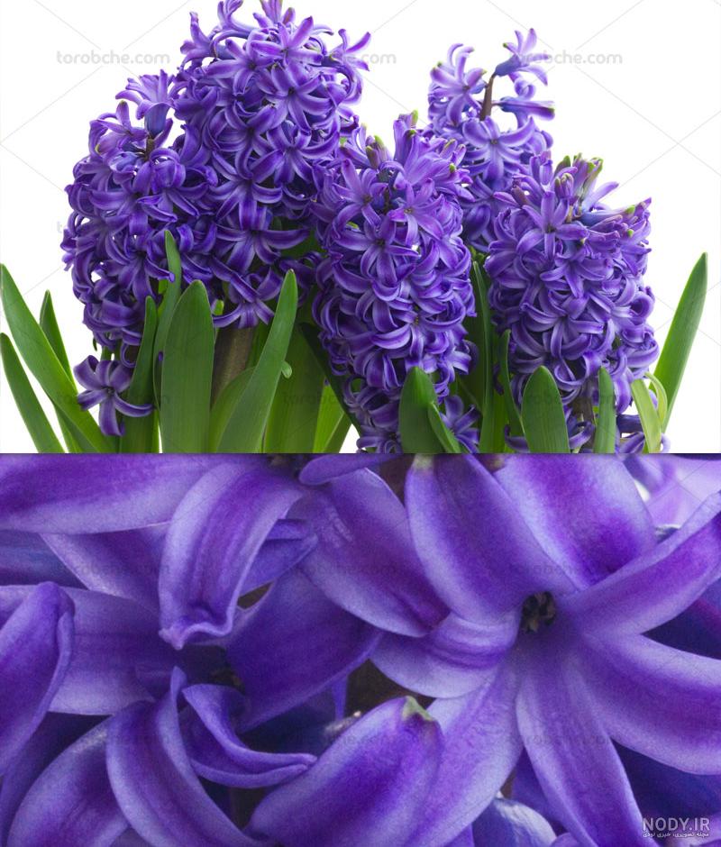 عکس گل سبز عکس گل سبز