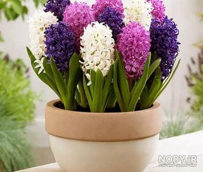 عکس گل سنبل با خمیر چینی عکس گل سنبل با خمیر چینی