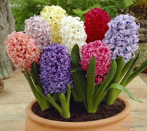 عکس گل سنبل کریستالی عکس گل سنبل کریستالی