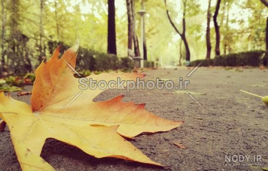 نقاشی درخت پاییزی با مداد رنگی