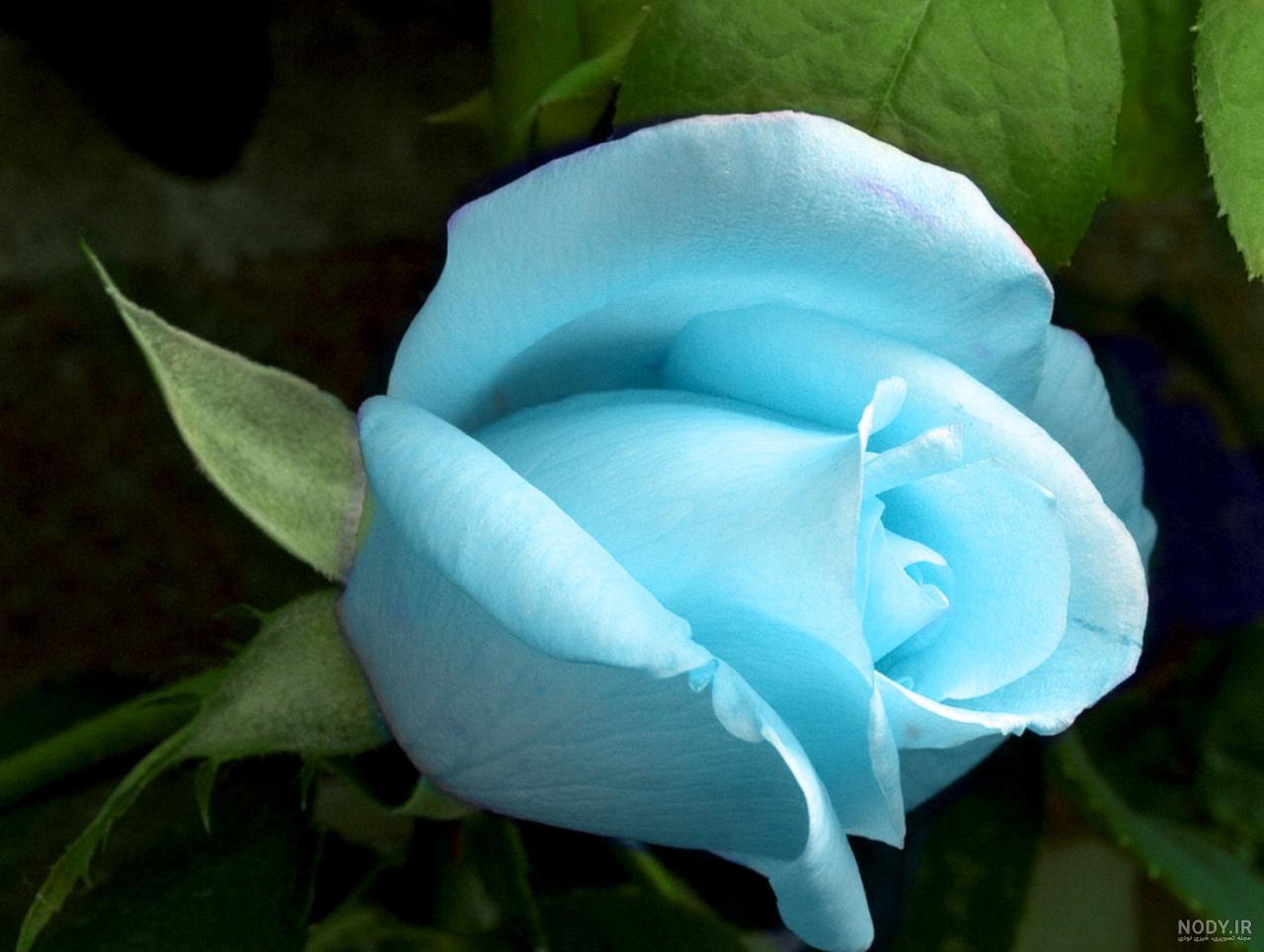 عکس گل زیبا برای پروفایل آبی - عکس نودی