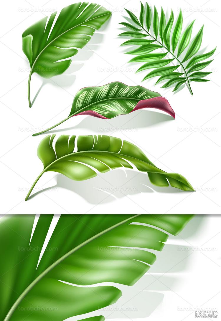 دانلود وکتور برگه