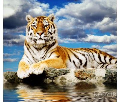 عکس ببر برای تصویر زمینه گوشی