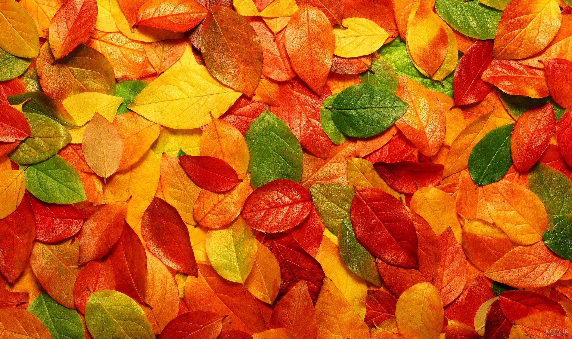 عکس برگ پاییزی برای پس زمینه