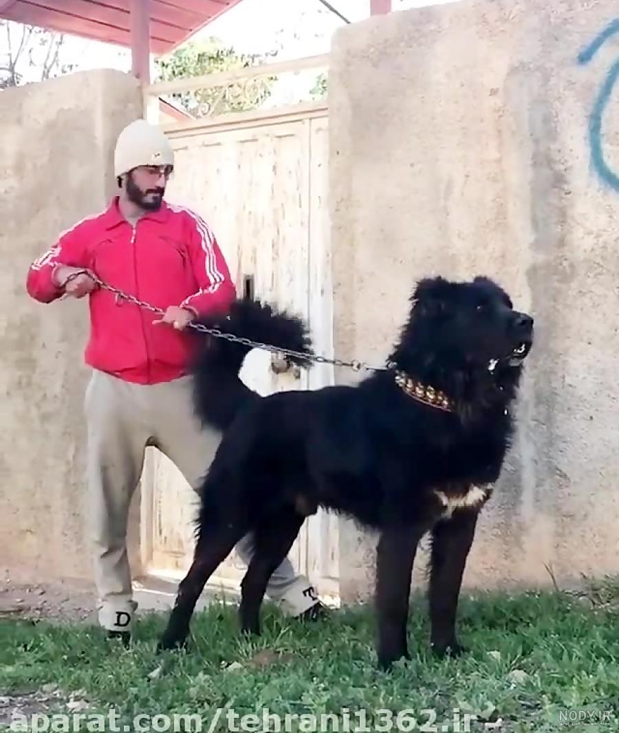 عکس سگ سرابی سیاه