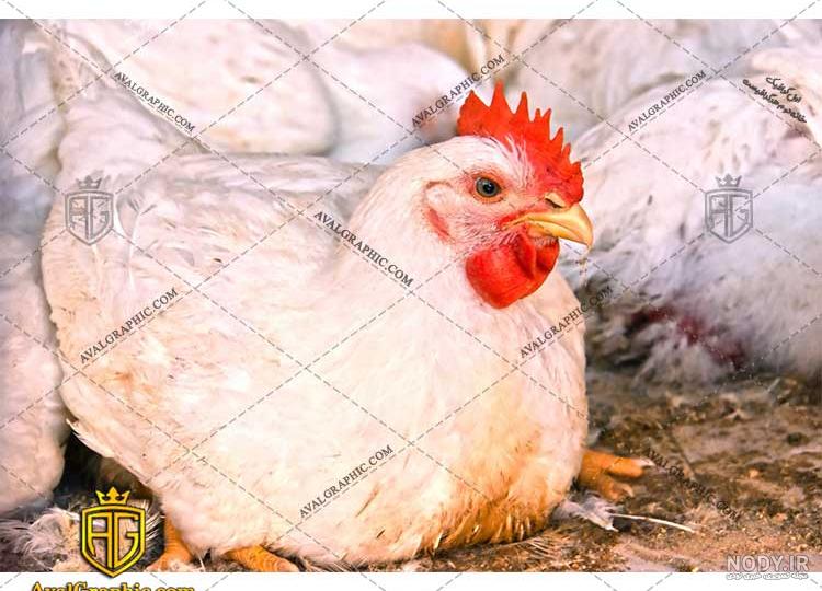 عکس مرغ نشسته