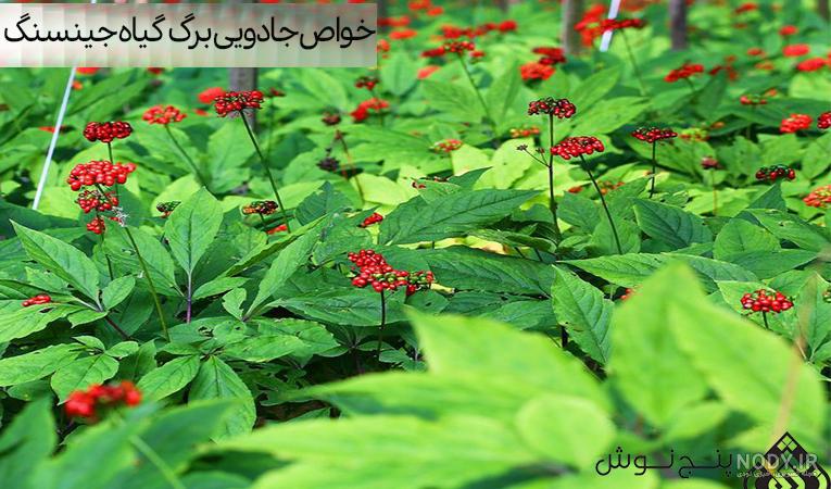 قرص جینسینگ