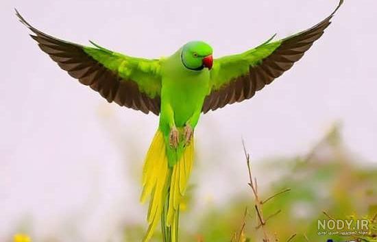 نقاشی پرنده در حال پرواز ساده نقاشی پرنده در حال پرواز ساده