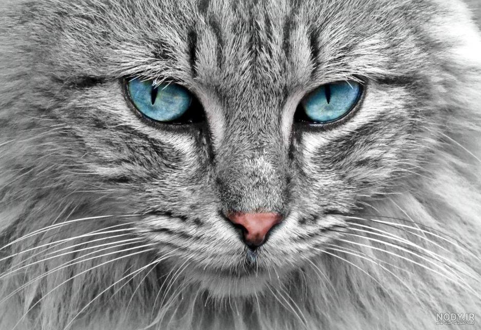 عکس با کیفیت برای تابلو دکوراتیو